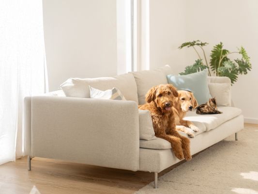 Two dogs and a cat are lying on a sofa. Next to them is the slogan ‘Love Your Pet by Beurer’.