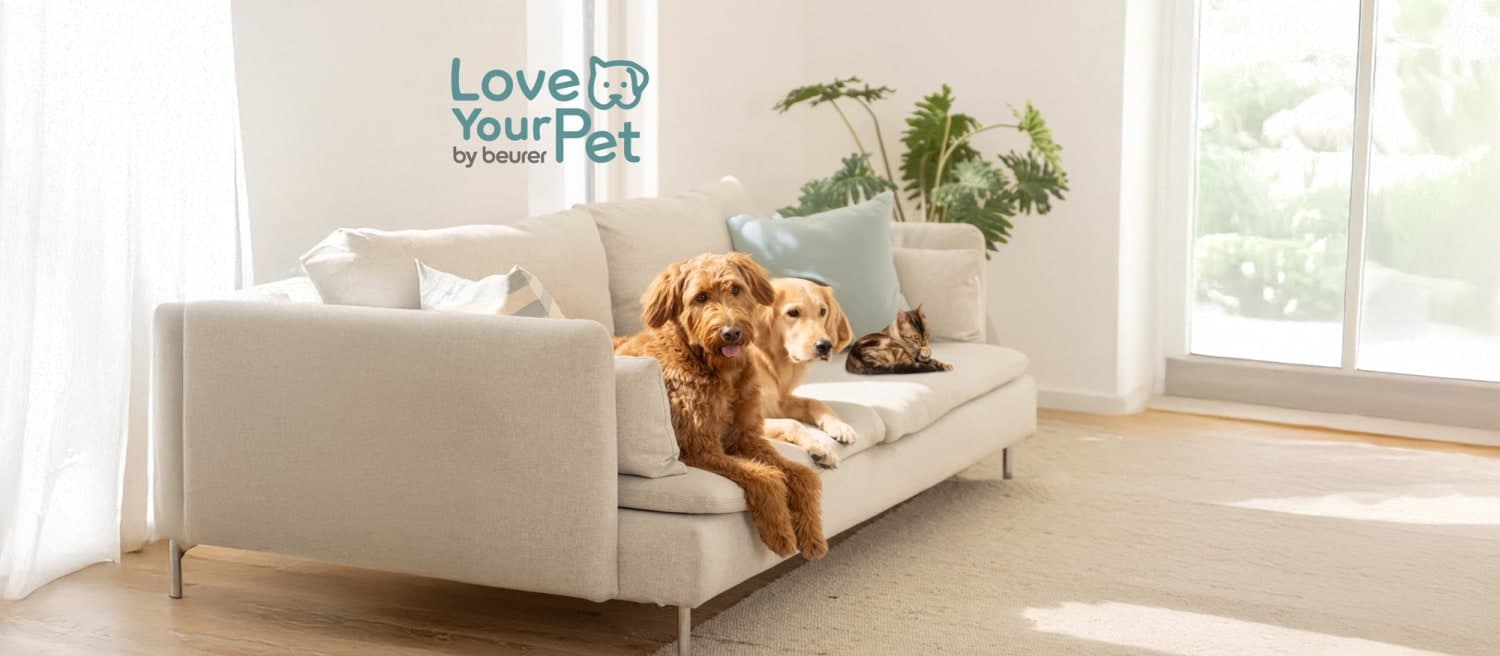 Two dogs and a cat sitting on the sofa in the living room