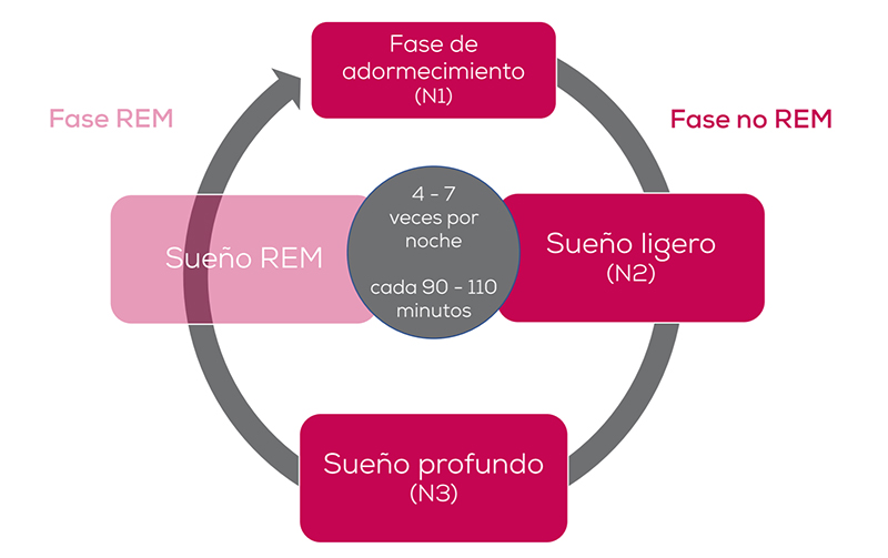 Diagrama muestra ciclo de sueño de 90-110 minutos, que se repite 4-7 veces por noche, dividido en fases REM y No-REM